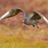 Chaluha prizivna - Stercorarius parasiticus - Parasitic Jaeger 6756